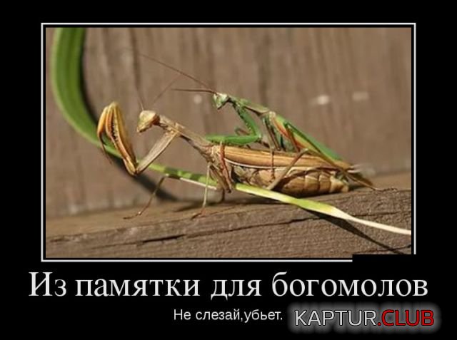demotivatory_13.jpg | Рено Каптур Клуб Россия | Форум KAPTUR.SU