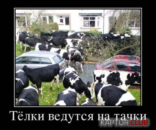 demotivatory_13.jpg | Рено Каптур Клуб Россия | Форум KAPTUR.SU