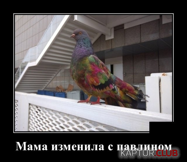 demotivatory_14.jpg | Рено Каптур Клуб Россия | Форум KAPTUR.SU