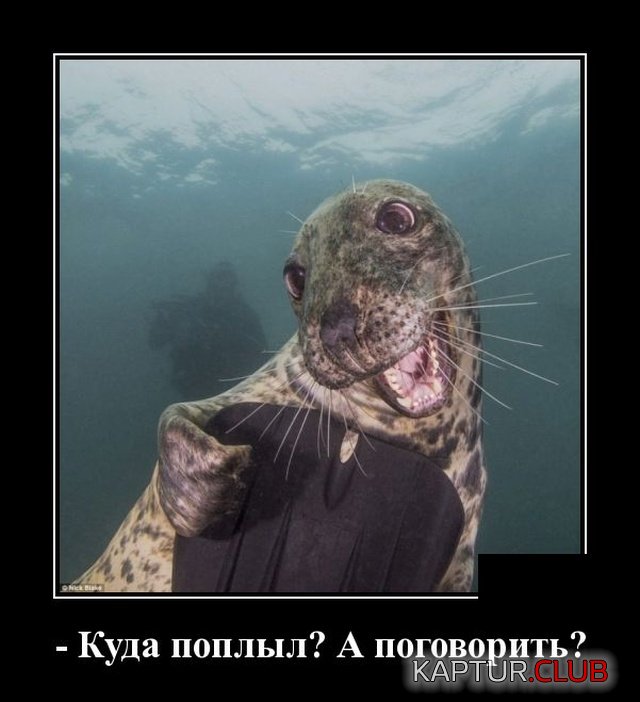 demotivatory_15.jpg | Рено Каптур Клуб Россия | Форум KAPTUR.SU