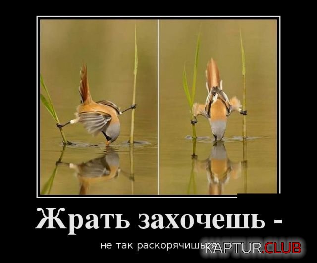 demotivatory_16.jpg | Рено Каптур Клуб Россия | Форум KAPTUR.SU
