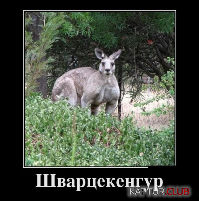 demotivatory_16.jpg | Рено Каптур Клуб Россия | Форум KAPTUR.SU