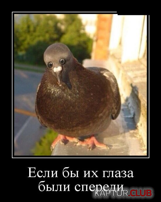 demotivatory_16.jpg | Рено Каптур Клуб Россия | Форум KAPTUR.SU