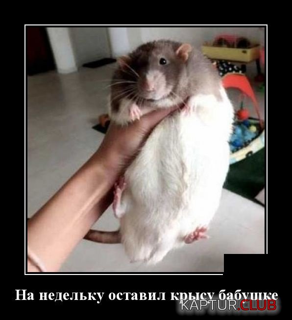 demotivatory_18.jpg | Рено Каптур Клуб Россия | Форум KAPTUR.SU