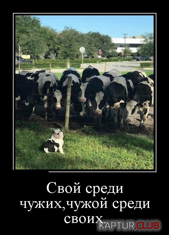 demotivatory_20.jpg | Рено Каптур Клуб Россия | Форум KAPTUR.SU