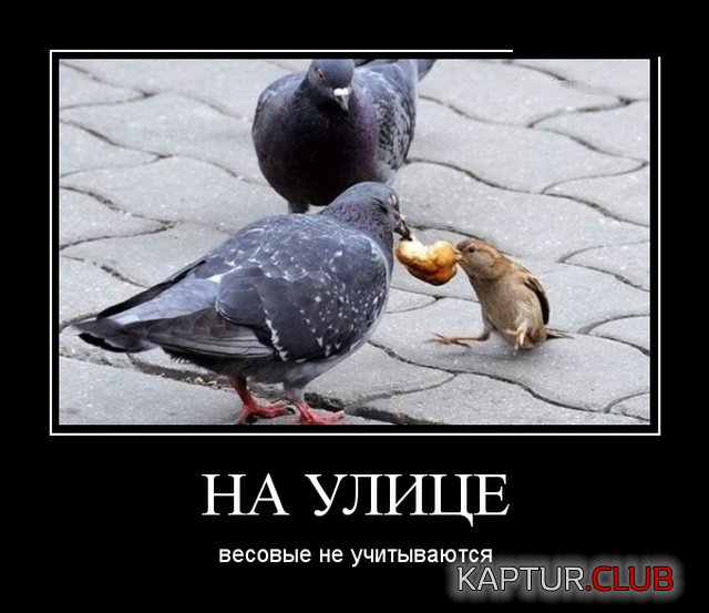 demotivatory_21.jpg | Рено Каптур Клуб Россия | Форум KAPTUR.SU