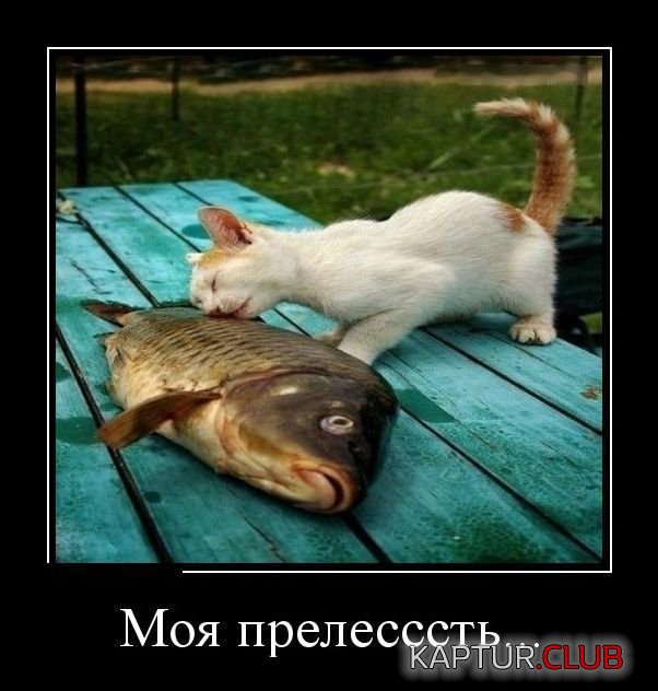 demotivatory_22.jpg | Рено Каптур Клуб Россия | Форум KAPTUR.SU