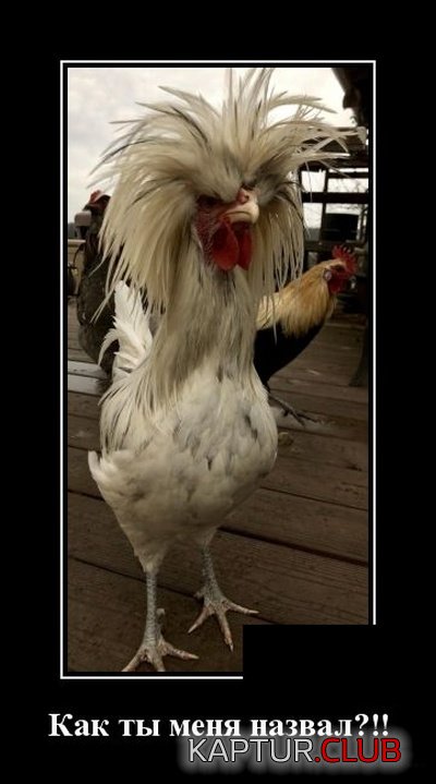 demotivatory_23.jpg | Рено Каптур Клуб Россия | Форум KAPTUR.SU
