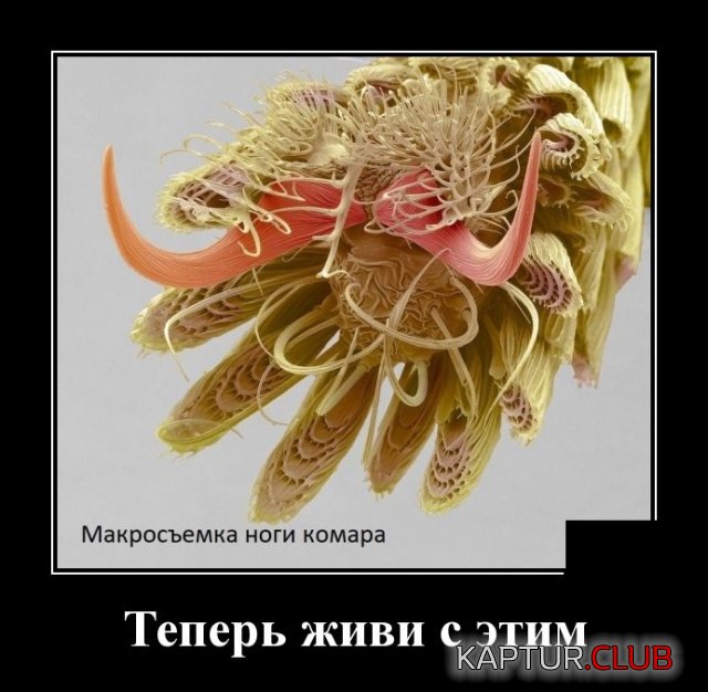 demotivatory_23.jpg | Рено Каптур Клуб Россия | Форум KAPTUR.SU