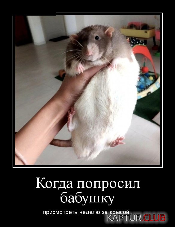 demotivatory_26.jpg | Рено Каптур Клуб Россия | Форум KAPTUR.SU