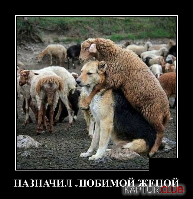demotivatory_30.jpg | Рено Каптур Клуб Россия | Форум KAPTUR.SU