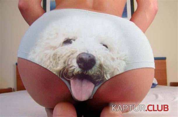 dog-panties.jpg | Рено Каптур Клуб Россия | Форум KAPTUR.SU