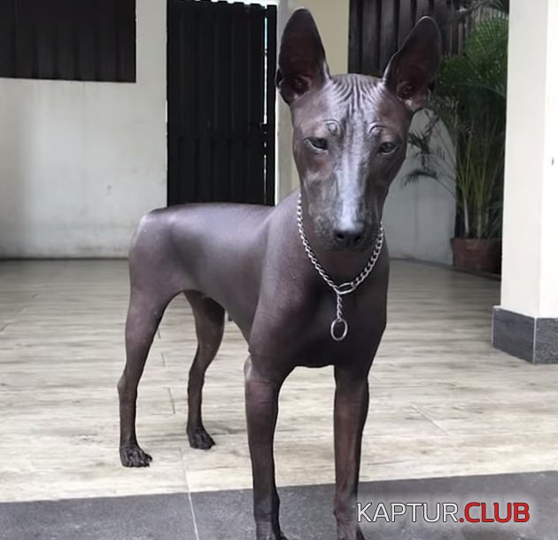 dog_or_statue_01.jpg | Рено Каптур Клуб Россия | Форум KAPTUR.SU
