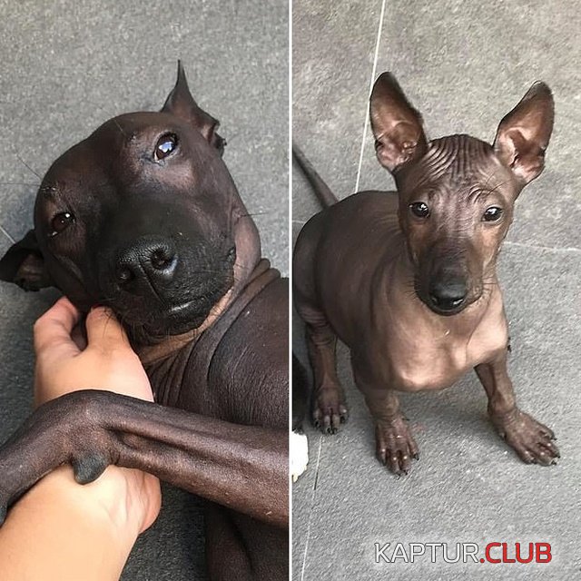 dog_or_statue_03.jpg | Рено Каптур Клуб Россия | Форум KAPTUR.SU