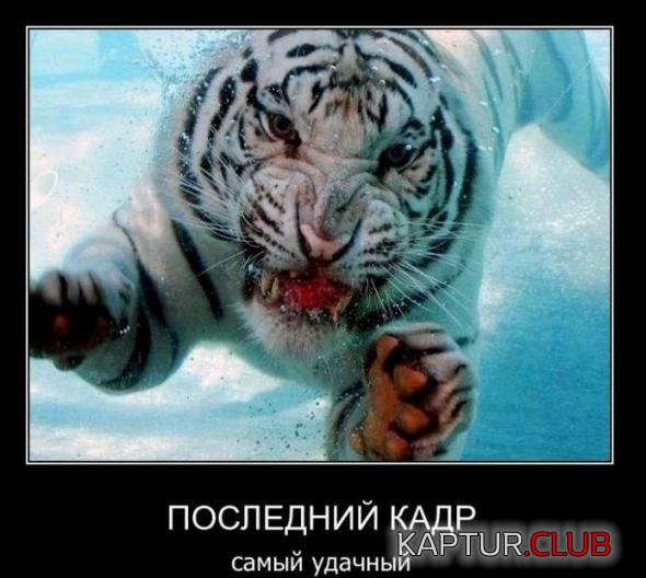 e11eb6a2943d5d408e4e51072dc_prev.jpg | Рено Каптур Клуб Россия | Форум KAPTUR.SU