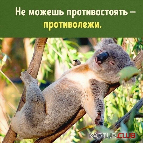 e17456a8ee1e43a896c21e1c4e2.jpg | Рено Каптур Клуб Россия | Форум KAPTUR.SU