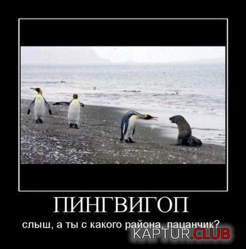 e40c05073840c91a0a179f0fde3.jpg | Рено Каптур Клуб Россия | Форум KAPTUR.SU