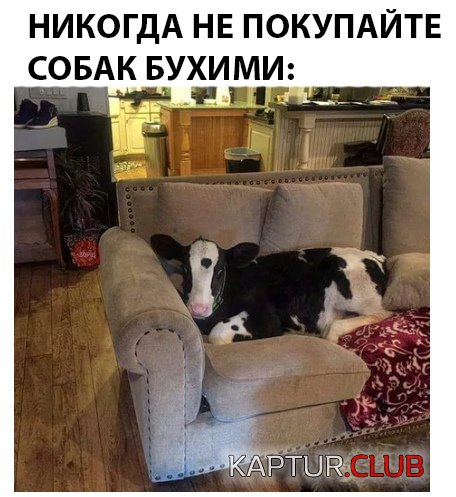 e662900969e5442839958d3e62a.jpg | Рено Каптур Клуб Россия | Форум KAPTUR.SU