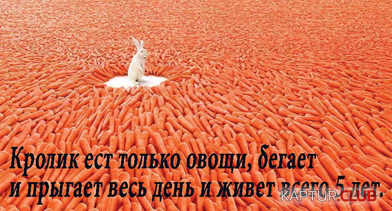 e78df507b0ef840f5d9366fa015.jpg | Рено Каптур Клуб Россия | Форум KAPTUR.SU