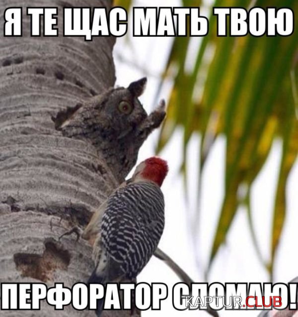 e883344654eeb0ea782d2eb2ec3.jpg | Рено Каптур Клуб Россия | Форум KAPTUR.SU