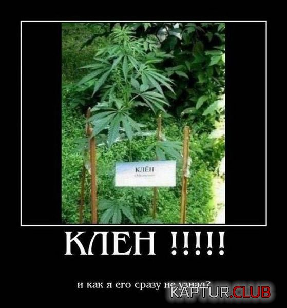 e8dbcb7c84758e15304e9cc5498.jpg | Рено Каптур Клуб Россия | Форум KAPTUR.SU