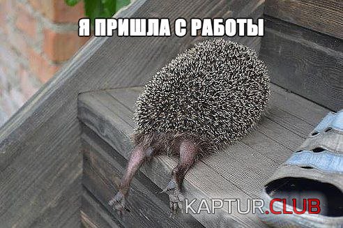 e9621aab7e2a27bd707813af8ce.jpg | Рено Каптур Клуб Россия | Форум KAPTUR.SU