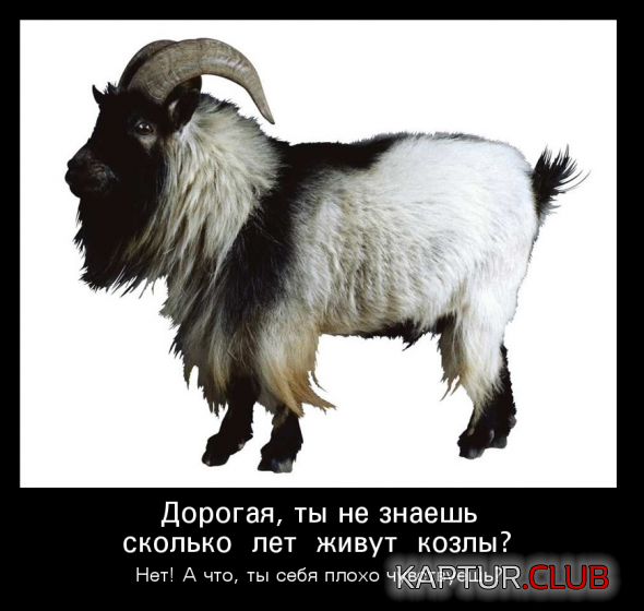 e970f14f4e3aab47577ada260a2_prev.png | Рено Каптур Клуб Россия | Форум KAPTUR.SU
