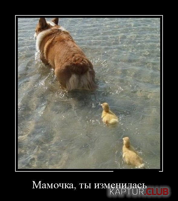 ea1b34e2a1bd17437d669015978.jpg | Рено Каптур Клуб Россия | Форум KAPTUR.SU