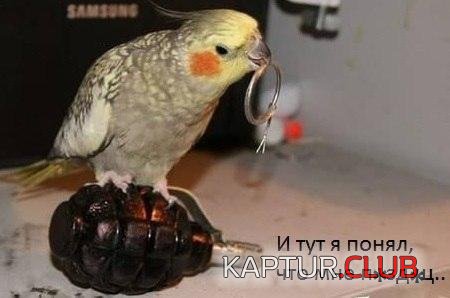 ea61319cba01103f7f5f4c388f4.jpg | Рено Каптур Клуб Россия | Форум KAPTUR.SU