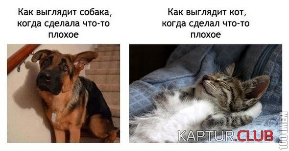edce96b5e4a0a27f259a958ef9c.jpg | Рено Каптур Клуб Россия | Форум KAPTUR.SU