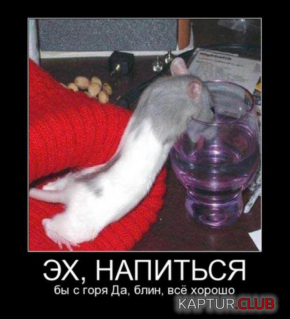 eebaffbe054866a1072cdc359d9_prev.jpg | Рено Каптур Клуб Россия | Форум KAPTUR.SU