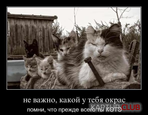 ef12063253f75ce84f1eedeaf44_prev.jpg | Рено Каптур Клуб Россия | Форум KAPTUR.SU