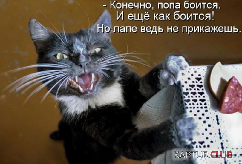 ef998d644378e72e8c094317e2b_prev.jpg | Рено Каптур Клуб Россия | Форум KAPTUR.SU