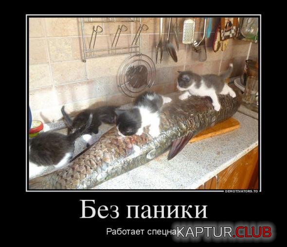 efa4cfca2bf6ea1e0a1f596d2d9_prev.jpg | Рено Каптур Клуб Россия | Форум KAPTUR.SU