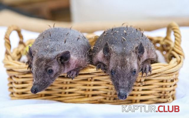 ejik_01.jpg | Рено Каптур Клуб Россия | Форум KAPTUR.SU