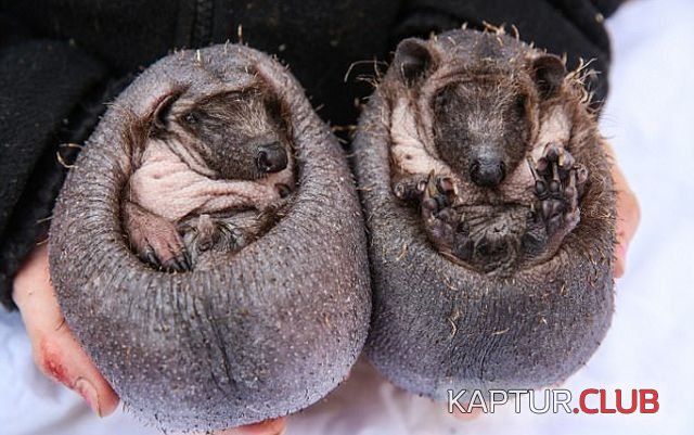 ejik_05.jpg | Рено Каптур Клуб Россия | Форум KAPTUR.SU