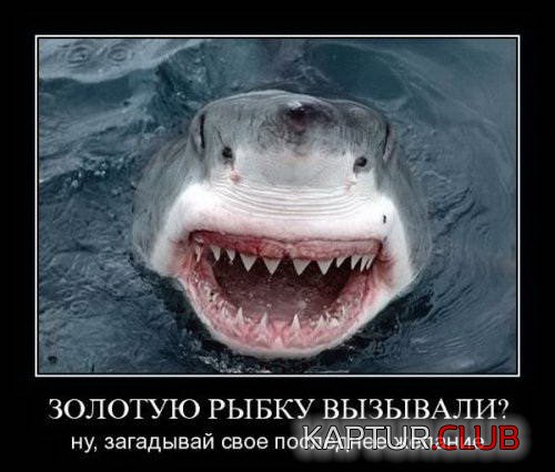 f004b2e8d47e48f8dbbe3d70485.jpg | Рено Каптур Клуб Россия | Форум KAPTUR.SU