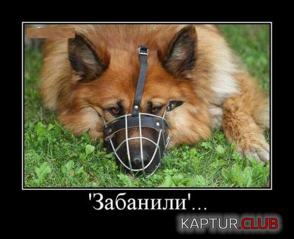 f888cb6accb5b2476f8b4d3f713_prev.jpg | Рено Каптур Клуб Россия | Форум KAPTUR.SU