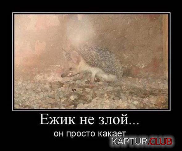 f8f8b643cb1a60421af144edd04_prev.jpg | Рено Каптур Клуб Россия | Форум KAPTUR.SU