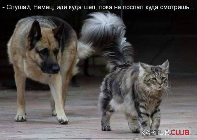 fac9930d289850df3da33d1e1e2.jpg | Рено Каптур Клуб Россия | Форум KAPTUR.SU