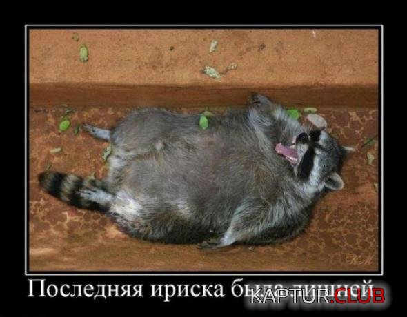 fb955937a5f0cf0a668e1db2327_prev.jpg | Рено Каптур Клуб Россия | Форум KAPTUR.SU