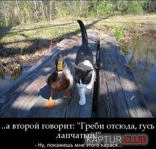 fcea70bbdf7d7ae3247da41a0c6.jpg | Рено Каптур Клуб Россия | Форум KAPTUR.SU
