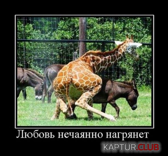 fdcefa536eea2f74a6a4407b452_prev.jpg | Рено Каптур Клуб Россия | Форум KAPTUR.SU