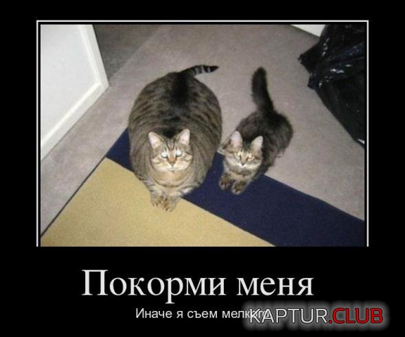 fdfce64566385d5b0bbc455cd1d_prev.jpg | Рено Каптур Клуб Россия | Форум KAPTUR.SU