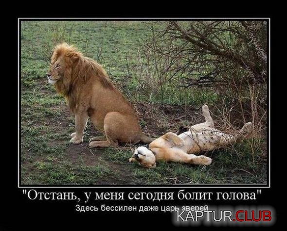 fe5596462e53c2ca55f188089d9_prev.jpg | Рено Каптур Клуб Россия | Форум KAPTUR.SU