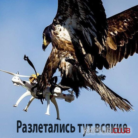febfbfab965d7d75a933be753b0.jpg | Рено Каптур Клуб Россия | Форум KAPTUR.SU