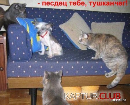 ffcd73e4dd3787e8469e3150ea7bbe12_full.jpg | Рено Каптур Клуб Россия | Форум KAPTUR.SU