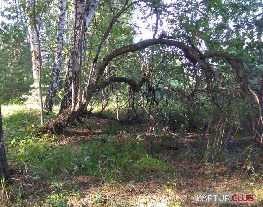 Forest_20180811_164636.jpg | Рено Каптур Клуб Россия | Форум KAPTUR.SU