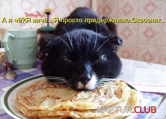 foto_kotov_01.jpg | Рено Каптур Клуб Россия | Форум KAPTUR.SU