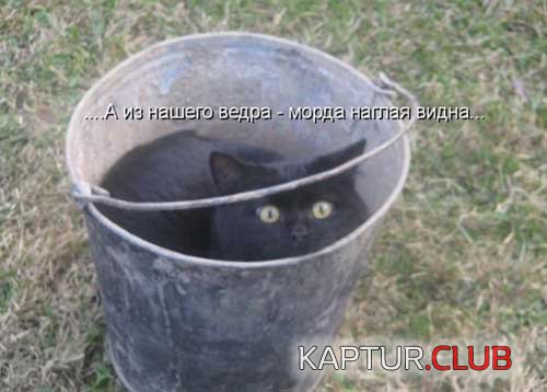 foto_kotov_10.jpg | Рено Каптур Клуб Россия | Форум KAPTUR.SU